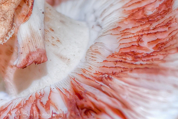 mushrooms-